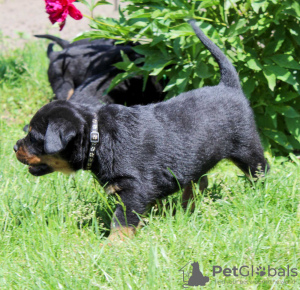Photos supplémentaires: Chiot Rottweiler