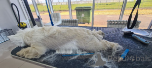 Photo №2 de l'annonce № 146679 de la vente west highland white terrier - acheter à La Grande-Bretagne éleveur