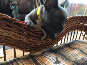 Photo №3. 2 bouledogues français à adopter. Suisse