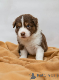 Photo №3. Chiots Berger américain miniature (Mini Aussie) à vendre. Fédération de Russie