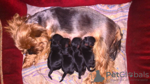 Photo №1. yorkshire terrier - à vendre en ville de Чериков | 125€ | Annonce №99363