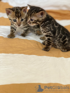 Photo №3. Vente urgente de mignons chatons bengal. Allemagne