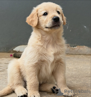 Photo №1. golden retriever - à vendre en ville de Brême | négocié | Annonce №155485