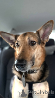 Photo №2 de l'annonce № 165143 de la vente chien bâtard - acheter à Fédération de Russie annonce privée