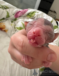 Photo №3. Sphinx de l'éleveur WCF PZF Champion. Pologne