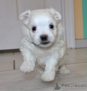 Photo №1. bichon maltais - à vendre en ville de Palma | 351€ | Annonce №107593