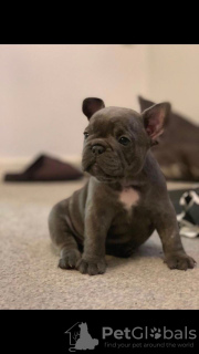 Photo №1. bouledogue - à vendre en ville de Dover | 450€ | Annonce №115320