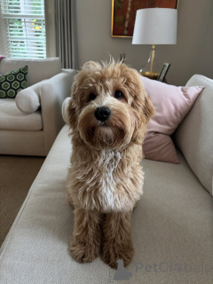 Photo №1. labradoodle - à vendre en ville de Aiola | négocié | Annonce №159637