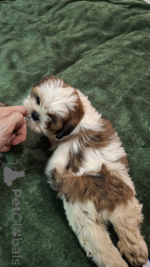 Photo №4. Je vais vendre shih tzu en ville de Tallinn. annonce privée, de la fourrière, éleveur - prix - 700€
