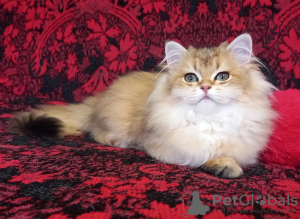 Photo №4. Je vais vendre british longhair en ville de Yeisk. éleveur - prix - 663€