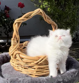 Photo №1. persan - à vendre en ville de Berlin | 500€ | Annonce № 130351