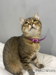 Photo №4. Je vais vendre  en ville de Rivière moscou. annonce privée - prix - Gratuit