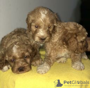 Photo №2 de l'annonce № 124075 de la vente labradoodle - acheter à La finlande annonce privée