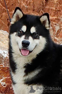 Photo №4. Je vais vendre malamute de l'alaska en ville de Šid.  - prix - négocié