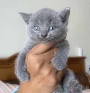 Photo №2 de l'annonce № 108914 de la vente british shorthair - acheter à Allemagne annonce privée, éleveur