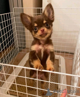 Photo №1. chihuahua - à vendre en ville de Helsinki | 350€ | Annonce №161014