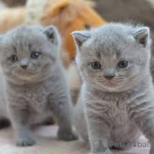 Photo №2 de l'annonce № 136587 de la vente british shorthair - acheter à Allemagne 