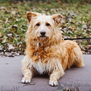 Photo №3. Duke, un chien très gentil et affectueux, cherche un foyer. Fédération de Russie