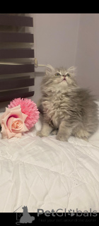 Photo №2 de l'annonce № 152329 de la vente british longhair - acheter à Turquie annonce privée