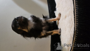 Photo №3. Chihuahua mini est vendu. La finlande