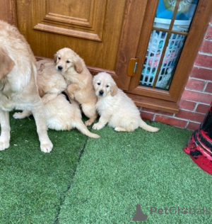 Photo №3. Excellents chiots Golden Retriever. Canada