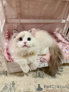 Photo №1. ragdoll - à vendre en ville de Kvisingsbo | négocié | Annonce № 158453