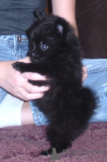 Photo №1.  - à vendre en ville de 'Ili'ili | 244€ | Annonce №133306