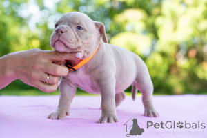 Photo №3. Bools américains. Estonie