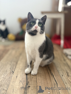 Photo №3. Charmante Livi. Biélorussie