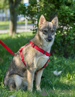 Photo №3. Lady Dog, avec qui est facile et calme.. Fédération de Russie