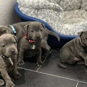 Photo №1. staffordshire bull terrier - à vendre en ville de Alberville | 450€ | Annonce №151209