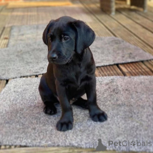 Photo №4. Je vais vendre labrador retriever en ville de Delsbo. annonce privée, éleveur - prix - 1000€