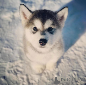Photo №2 de l'annonce № 172901 de la vente malamute de l'alaska - acheter à La Slovénie annonce privée