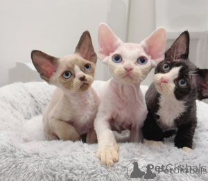 Photo №1. devon rex - à vendre en ville de Berlin | négocié | Annonce № 174744