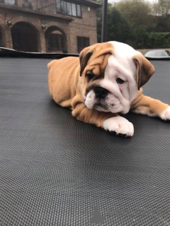 Photo №3. Un bouledogue anglais en bonne santé est maintenant disponible pour les foyers. Suisse