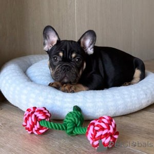 Photo №2 de l'annonce № 169150 de la vente bouledogue - acheter à La finlande annonce privée