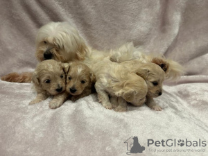 Photo №3. Chiot Maltipoo. USA