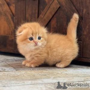 Photo №1. munchkin - à vendre en ville de Kohtla-Järve | négocié | Annonce № 177282