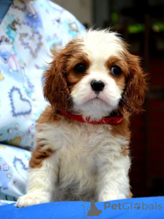 Photo №2 de l'annonce № 139035 de la vente cavalier king charles spaniel - acheter à Serbie éleveur