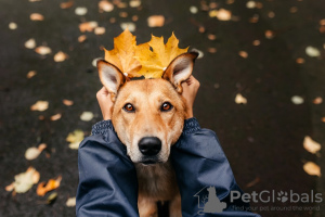 Photo №1. chien bâtard - à vendre en ville de Москва | Gratuit | Annonce №97189