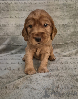 Photo №1. cocker spaniel anglais - à vendre en ville de Helsinki | Gratuit | Annonce №160293