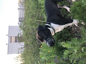 Photo №4. Je vais vendre american pit bull terrier en ville de Saint-Pétersbourg. annonce privée - prix - 199€