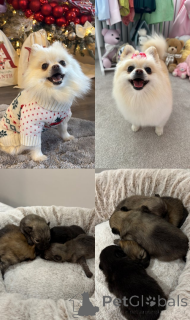 Photo №1.  - à vendre en ville de Pano Lefkara | 339€ | Annonce №161330