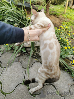 Photo №2 de l'annonce № 153265 de la vente  - acheter à Suède annonce privée