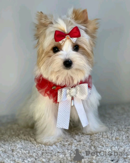 Photo №3. Beaver Yorkshire Terrier Welpen Zur Adoption Verfügbar. Allemagne