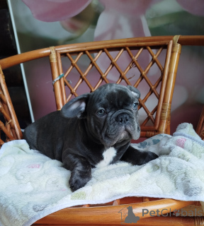 Photo №3. Beau garçon bouledogue français.. Biélorussie