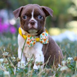 Photo №1. terrier de boston - à vendre en ville de Arrondissement de Berchtesgaden-Campagne | 400€ | Annonce №151410