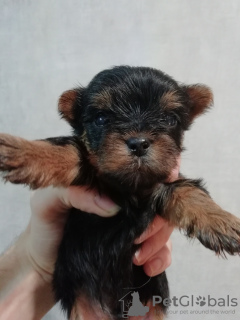 Photos supplémentaires: Chiots Yorkie/Kawaiiork