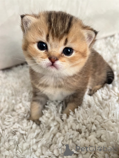 Photo №4. Je vais vendre scottish straight en ville de Nice. éleveur - prix - négocié