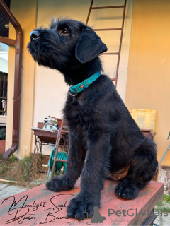 Photos supplémentaires: Chiots Schnauzer Géant (3 mois)